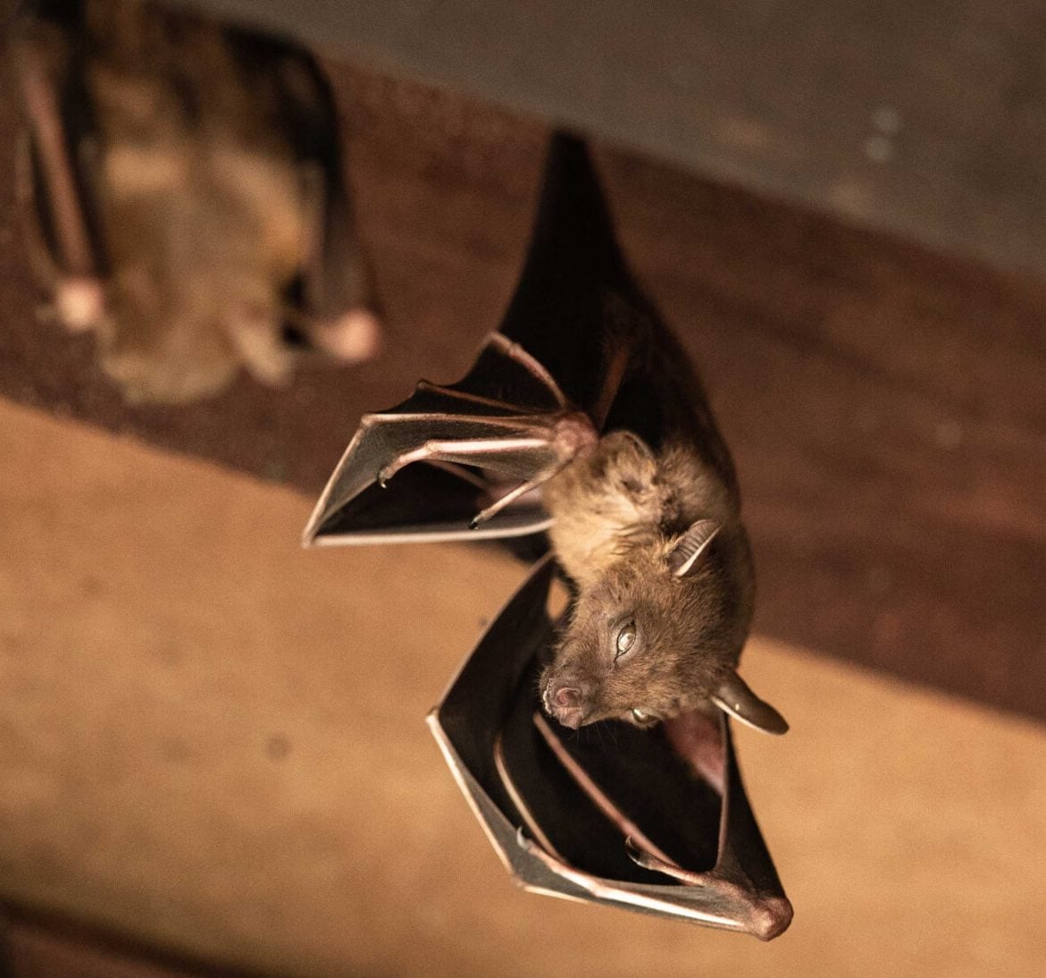 Wildlife-Bats in Fairfax